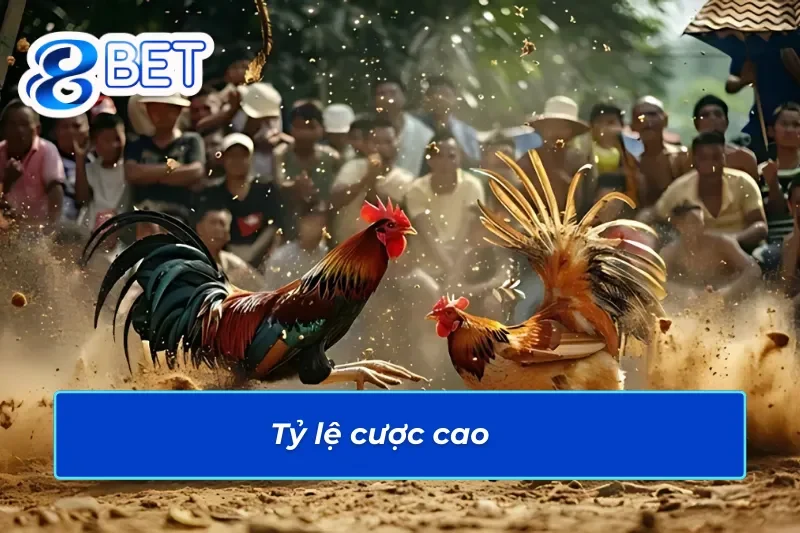 Đá Gà Trực Tuyến - Đấu Trường Cá Cược Đá Gà 88Bet Đẳng Cấp Quốc Tế 4 Đá gà trực tuyến 88BET có tỷ lệ cược cao