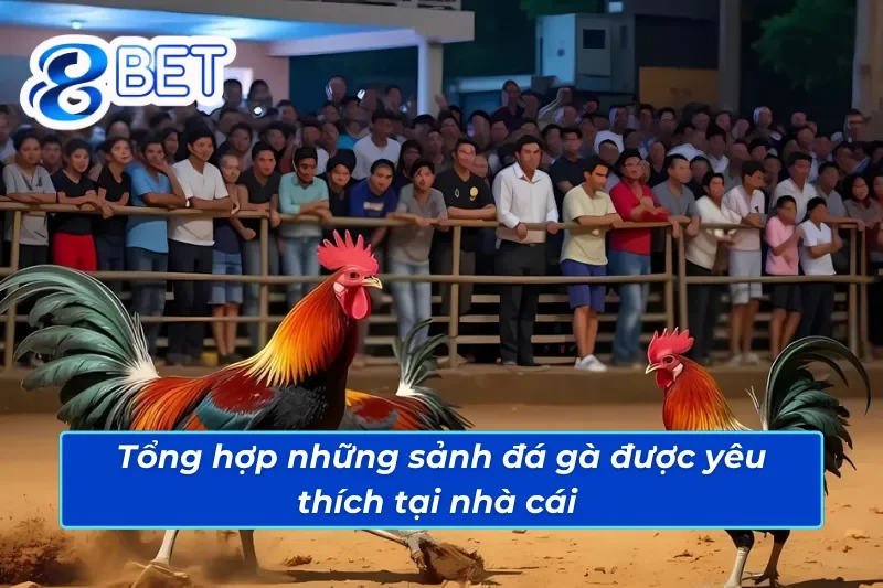 Đá Gà Trực Tuyến - Đấu Trường Cá Cược Đá Gà 88Bet Đẳng Cấp Quốc Tế 5 Top những sàn cược đá gà ăn khách nhất 88Bet